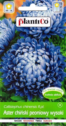 aster-chiński-peoniowy-wysoki-niebieski.webp