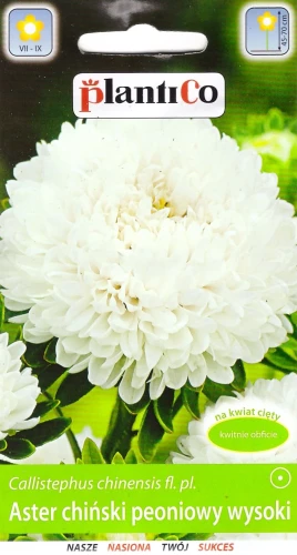 aster-chiński-peoniowy-wysoki-biały.webp