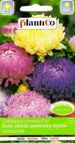 aster-chiński-peoniowy-wysoki-mieszanka.webp