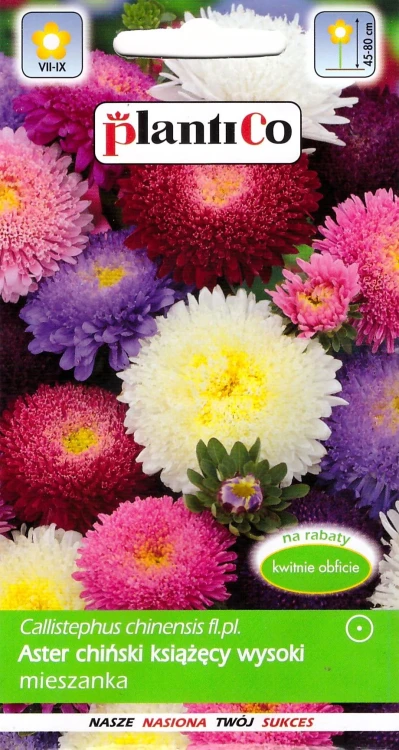 aster-książęcy-mieszanka.webp