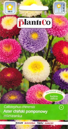 aster-pomponowy-mieszanka.webp