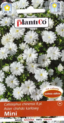 aster-karłowy-mini-biały.webp