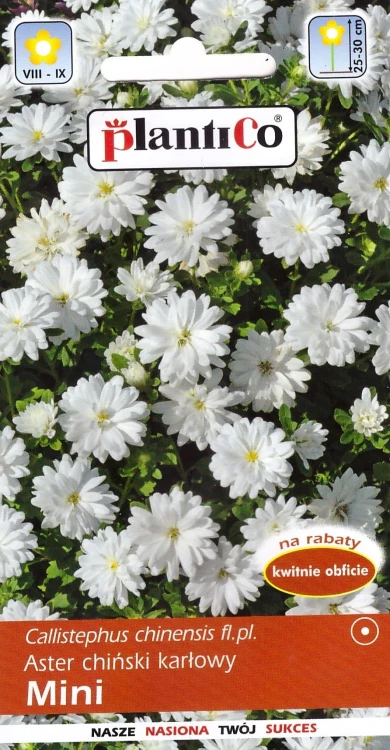 aster-karłowy-mini-biały.webp