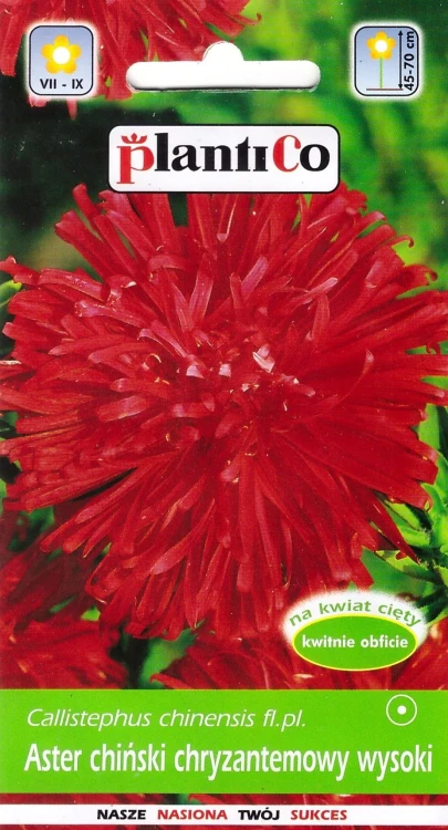 aster-chryzantemowy-czerwony.webp