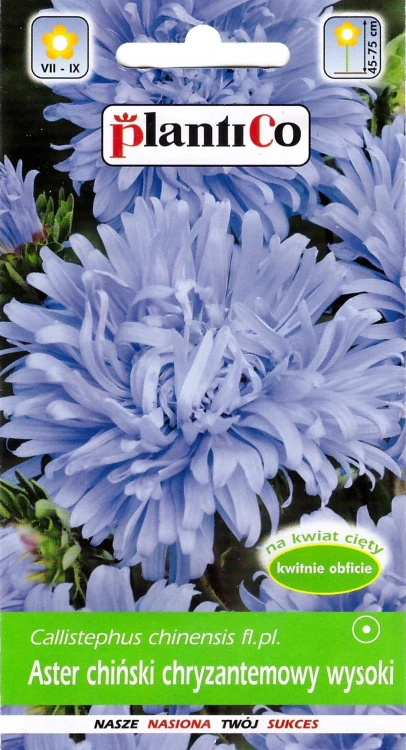 aster-chryzantemowy-niebieski.webp
