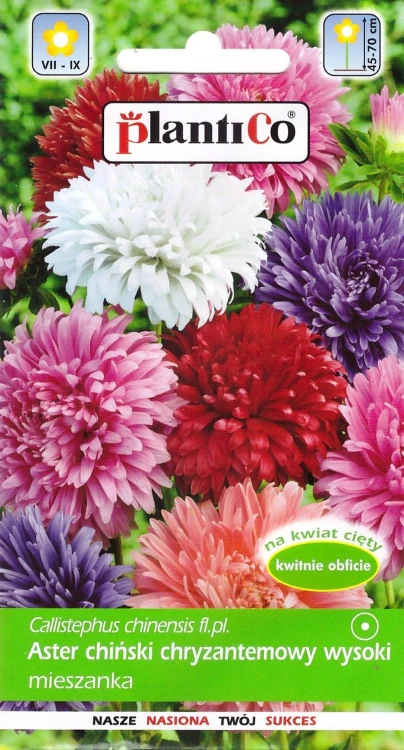 aster-chryzantemowy-mix.webp