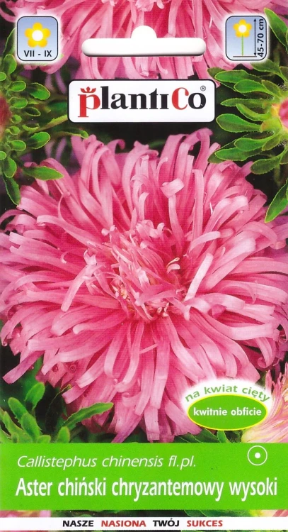 aster-chryzantemowy-różowy.webp