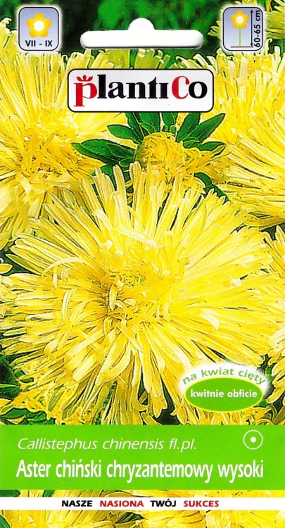 aster-chryzantemowy-żółty.webp