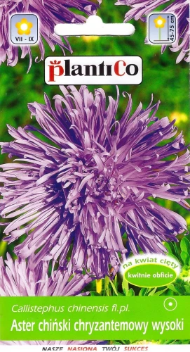 aster-chryzantemowy-fioletowy.webp
