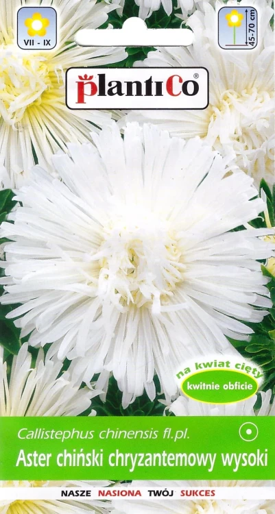 aster-chryzantemowy-biały.webp