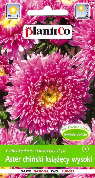 aster-chinski-ksiazecy-wysoki-rozowy.webp