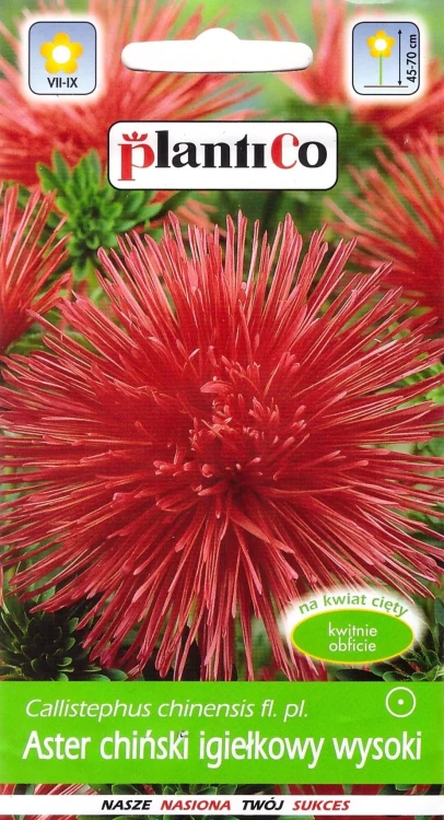 aster-igiełkowy-czerwony.webp