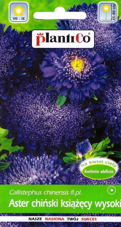 aster-książęcy-niebieski.webp