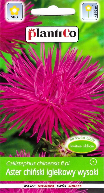 aster-igiełkowy-różowy.webp