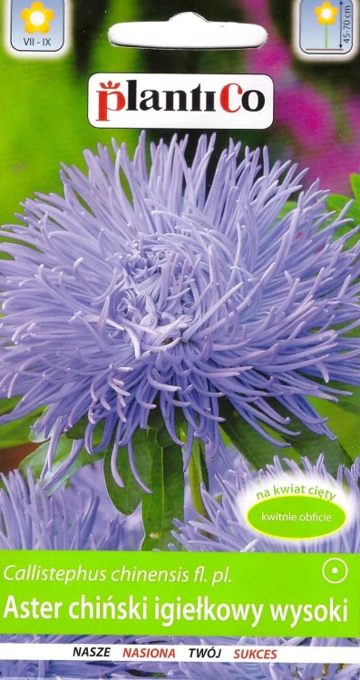 aster-igiełkowy-niebieski.webp