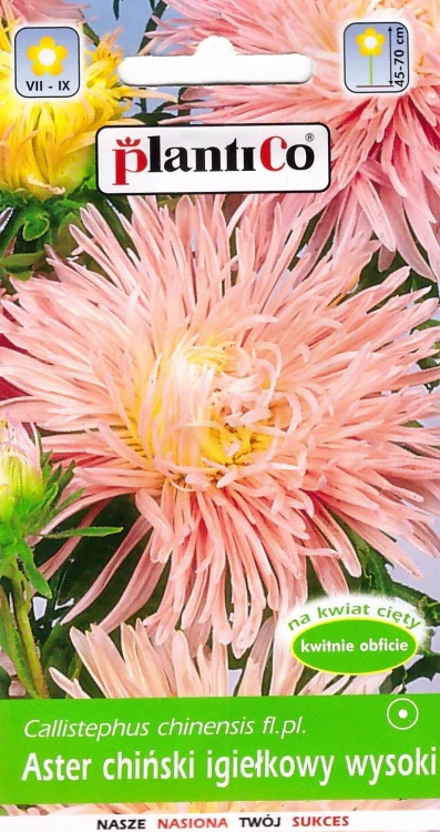aster-igiełkowy-łososiowy.webp