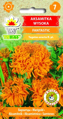 Aksamitka-wysoka-FANTASTIC.webp