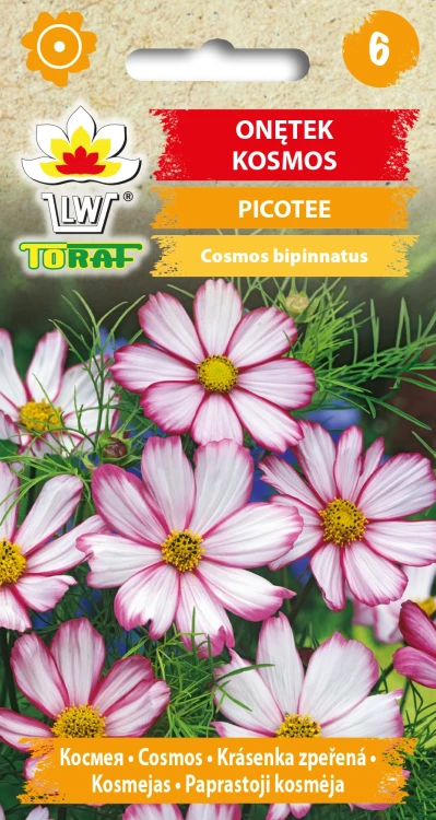 Onętek-PICOTEE.webp