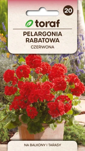 Pelargonia-rabatowa-czerwona.webp