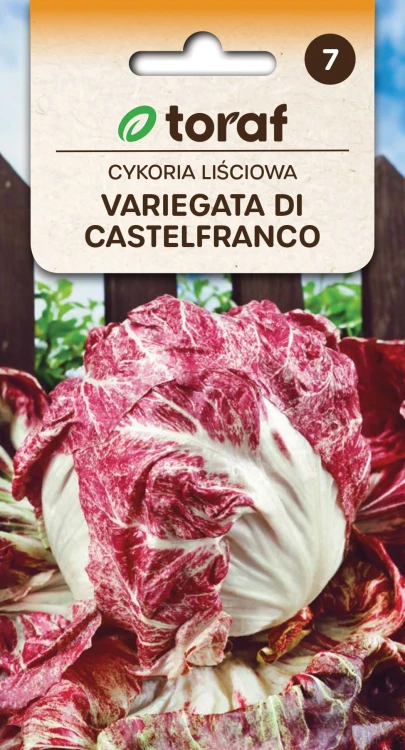 Cykoria-liściowa-Variegata-Di-Castelfranco.webp