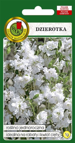 dzierotka biala.jpg