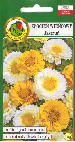 złocień jastruń.jpg