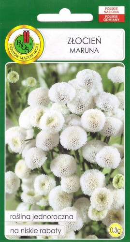 złocień maruna biały.jpg