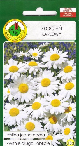 złocień karłowy biały.jpg