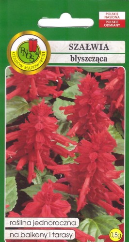 szałwia błyszcząca ciemnoróżowa.jpg