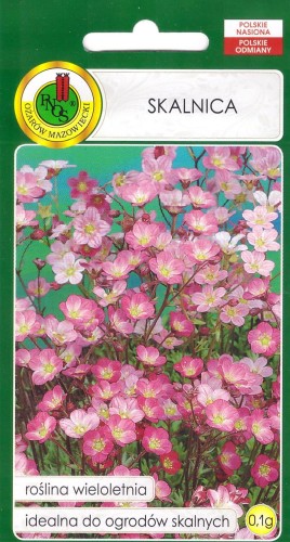 skalnica różowa.jpg