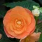 begonia-pełna-łososiowa.webp