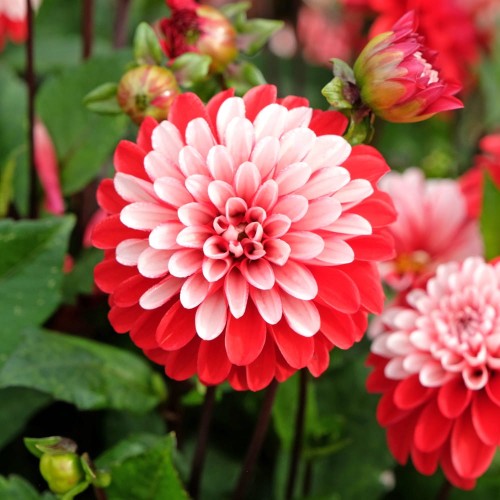 dalia pacific time.jpg