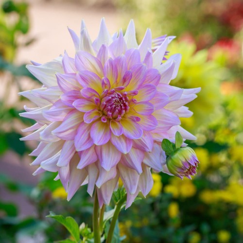 dalia strawberry ice.jpg