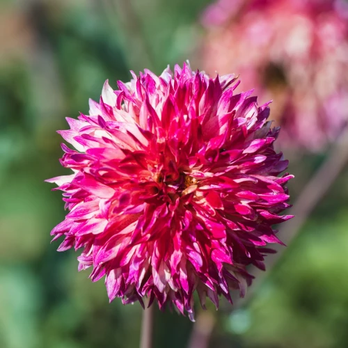 dalia-aiyana.webp