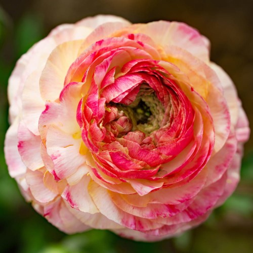 jaskier pink picotee.jpg