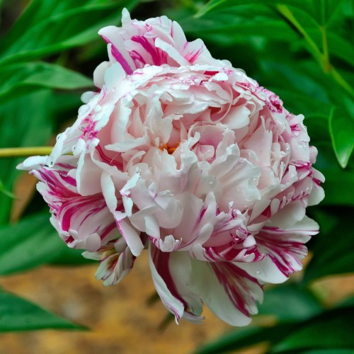 piwonia candy stripe.jpg