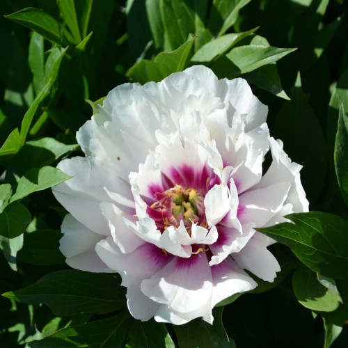 piwonia cora louise.jpg