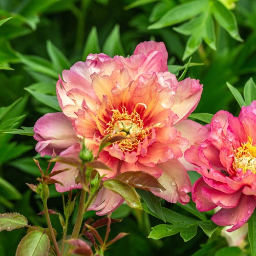 piwonia julia rose.jpg