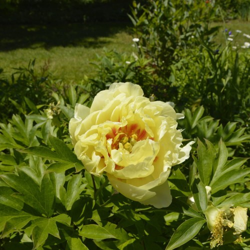 piwonia prairie charm.jpg