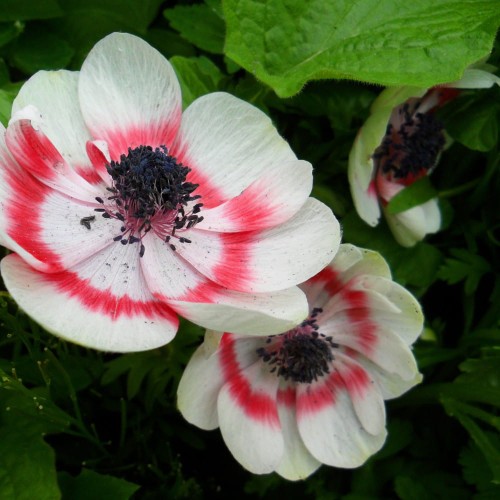 zawilec bicolor.jpg