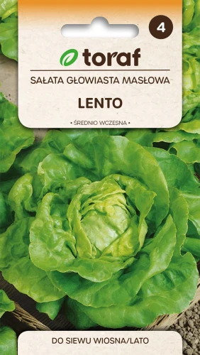 Sałata-głowiasta-masłowa-LENTO.webp