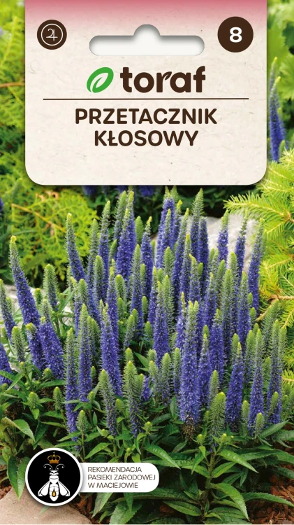 Przetacznik-kłosowy.webp
