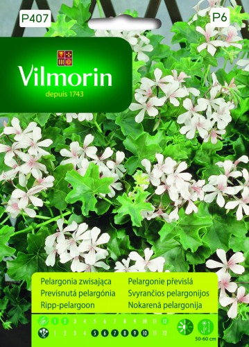 pelargonia zwisająca biała.jpg