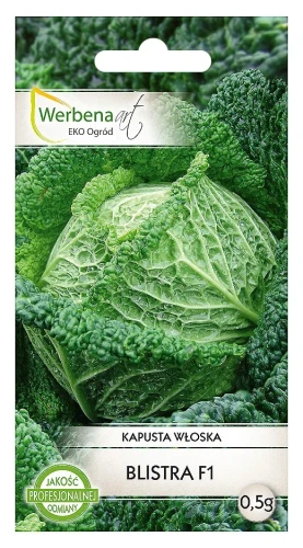 kapusta-włoska-blistra.webp
