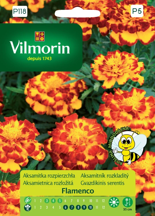 aksamitka flamenco.jpg