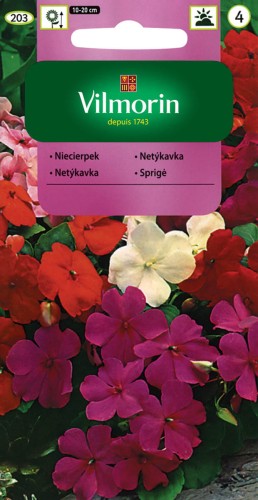 niecierpek sułtański.jpg