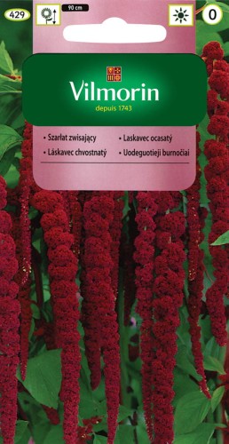 szarłat zwisający ciemnoczerwony.jpg