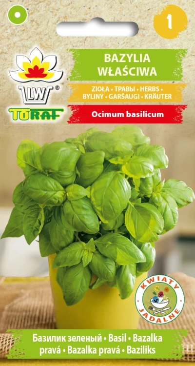 Bazylia-właściwa.webp