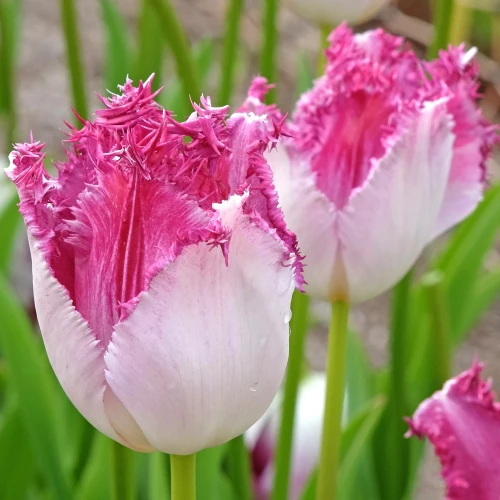 tulipan-eyelash.webp