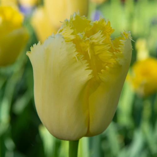 tulipan-maja.webp